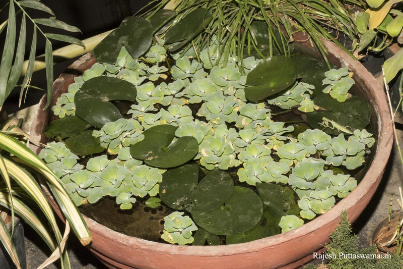 The artificial pond with the male praying mantis sitting on a leaf to the right-hand side of the photo.